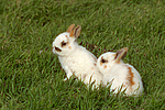 kleintierfotos kaninchen_-_zwergkaninchen