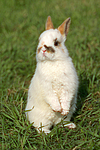 kleintierfotos kaninchen_-_zwergkaninchen