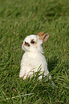 kleintierfotos kaninchen_-_zwergkaninchen