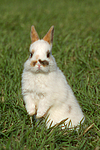 kleintierfotos kaninchen_-_zwergkaninchen