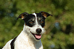hundefotos jack_russell_terrier
