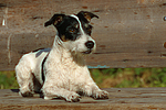 hundefotos jack_russell_terrier