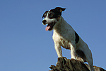 hundefotos jack_russell_terrier