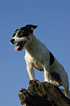 hundefotos jack_russell_terrier