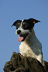 hundefotos jack_russell_terrier