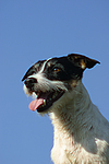 hundefotos jack_russell_terrier