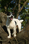 hundefotos jack_russell_terrier