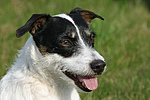hundefotos jack_russell_terrier