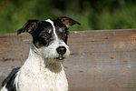 hundefotos jack_russell_terrier