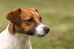 hundefotos jack_russell_terrier