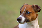 hundefotos jack_russell_terrier