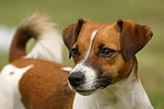 hundefotos jack_russell_terrier