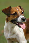 hundefotos jack_russell_terrier