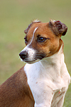 hundefotos jack_russell_terrier