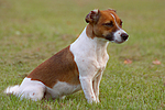 hundefotos jack_russell_terrier