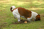 hundefotos jack_russell_terrier