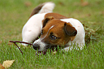 hundefotos jack_russell_terrier