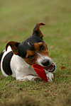 hundefotos jack_russell_terrier