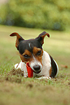 hundefotos jack_russell_terrier