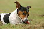 hundefotos jack_russell_terrier