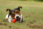 hundefotos jack_russell_terrier