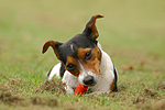 hundefotos jack_russell_terrier