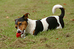 hundefotos jack_russell_terrier