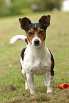 hundefotos jack_russell_terrier