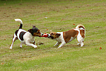 hundefotos jack_russell_terrier