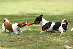 hundefotos jack_russell_terrier