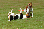 hundefotos jack_russell_terrier