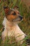 hundefotos jack_russell_terrier