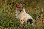 hundefotos jack_russell_terrier