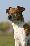 hundefotos jack_russell_terrier