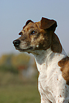 hundefotos jack_russell_terrier