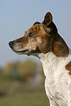 hundefotos jack_russell_terrier