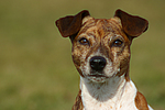 hundefotos jack_russell_terrier
