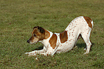 hundefotos jack_russell_terrier