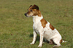 hundefotos jack_russell_terrier