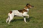 hundefotos jack_russell_terrier