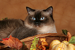 katzenfotos heilige_birma