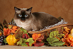 katzenfotos heilige_birma