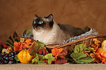 katzenfotos heilige_birma