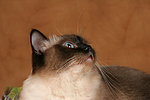 katzenfotos heilige_birma