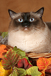 katzenfotos heilige_birma