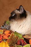katzenfotos heilige_birma
