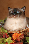 katzenfotos heilige_birma