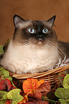 katzenfotos heilige_birma