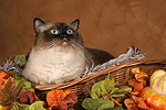 katzenfotos heilige_birma
