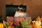 katzenfotos heilige_birma